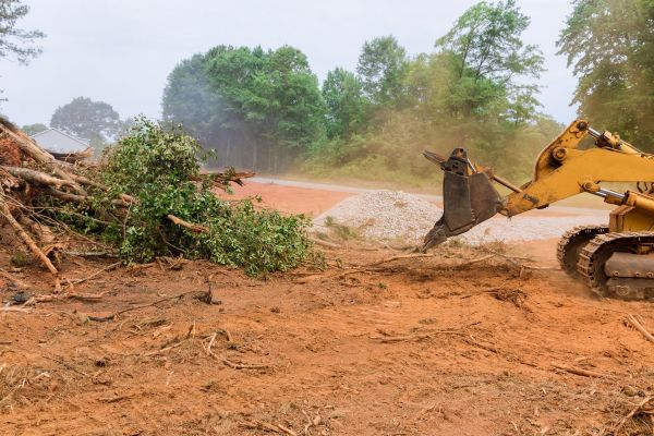 Cost of Forestry Mulching Service in Rome