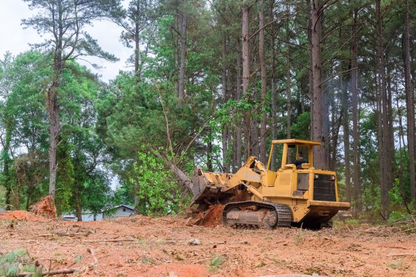 Cost of Forest Thinning in Rome