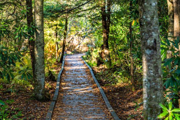 Cost of Trail Clearing in Rome
